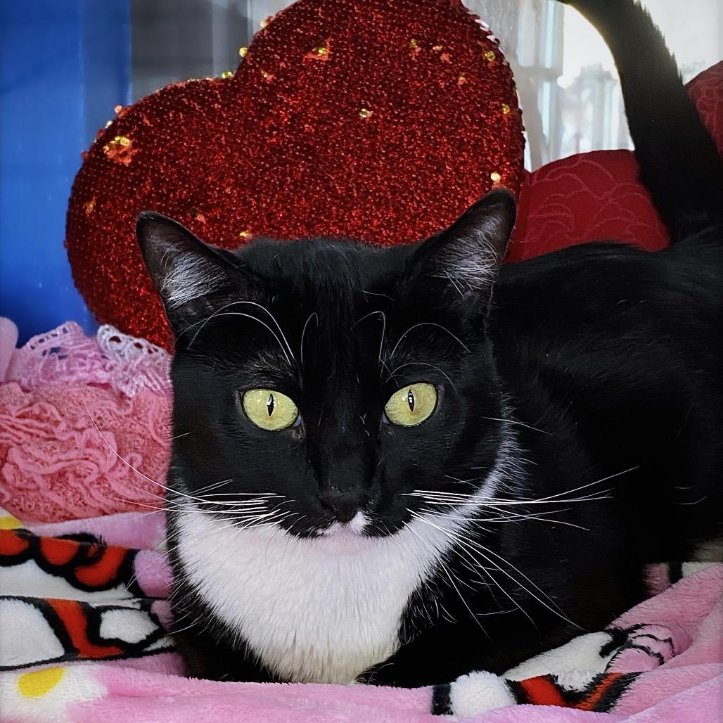 Merriweather, a Adoptable Domestic Short Hair in Huntsville, AL image 4/6