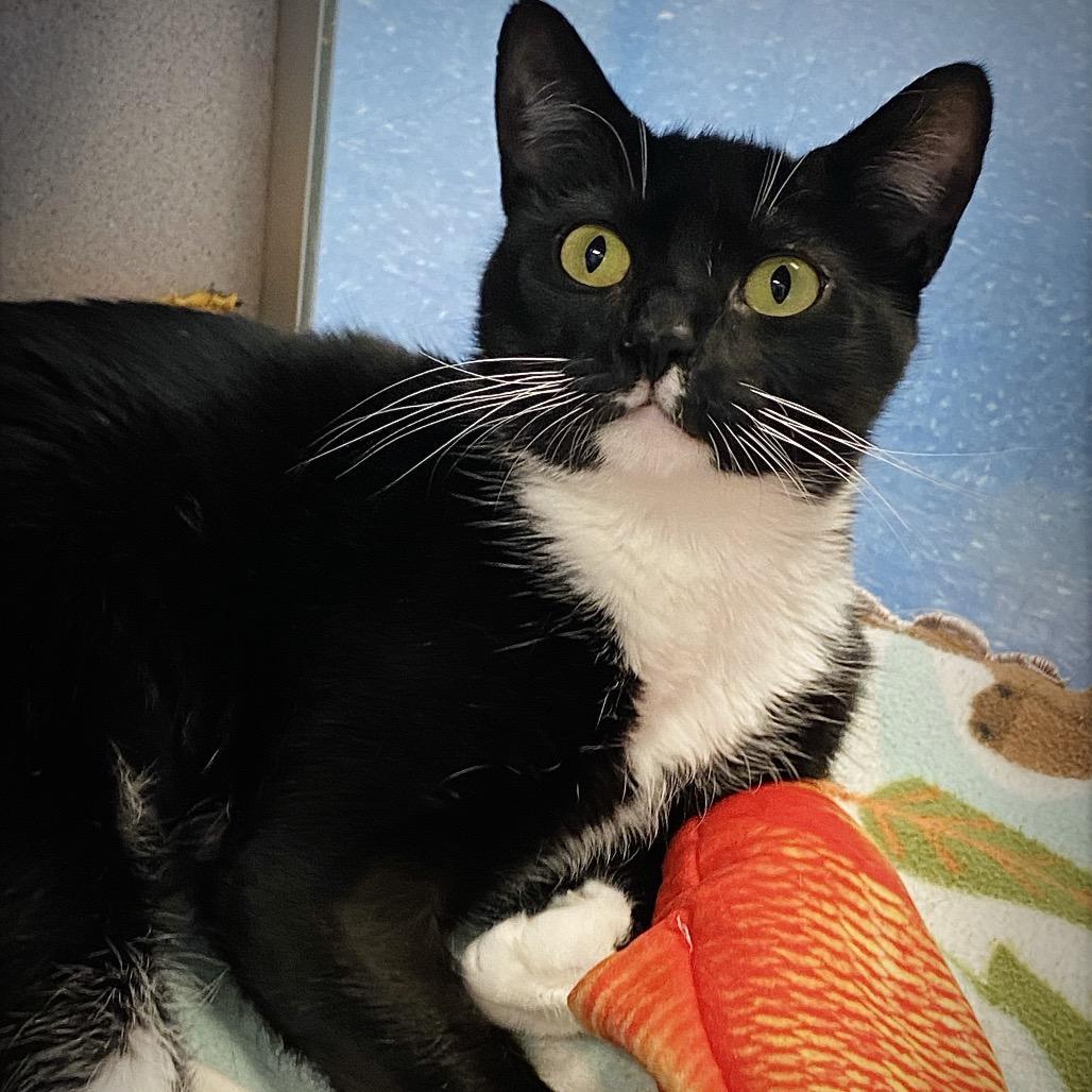 Enlarge Merriweather, a Adoptable Domestic Short Hair in Huntsville, AL image 4/6