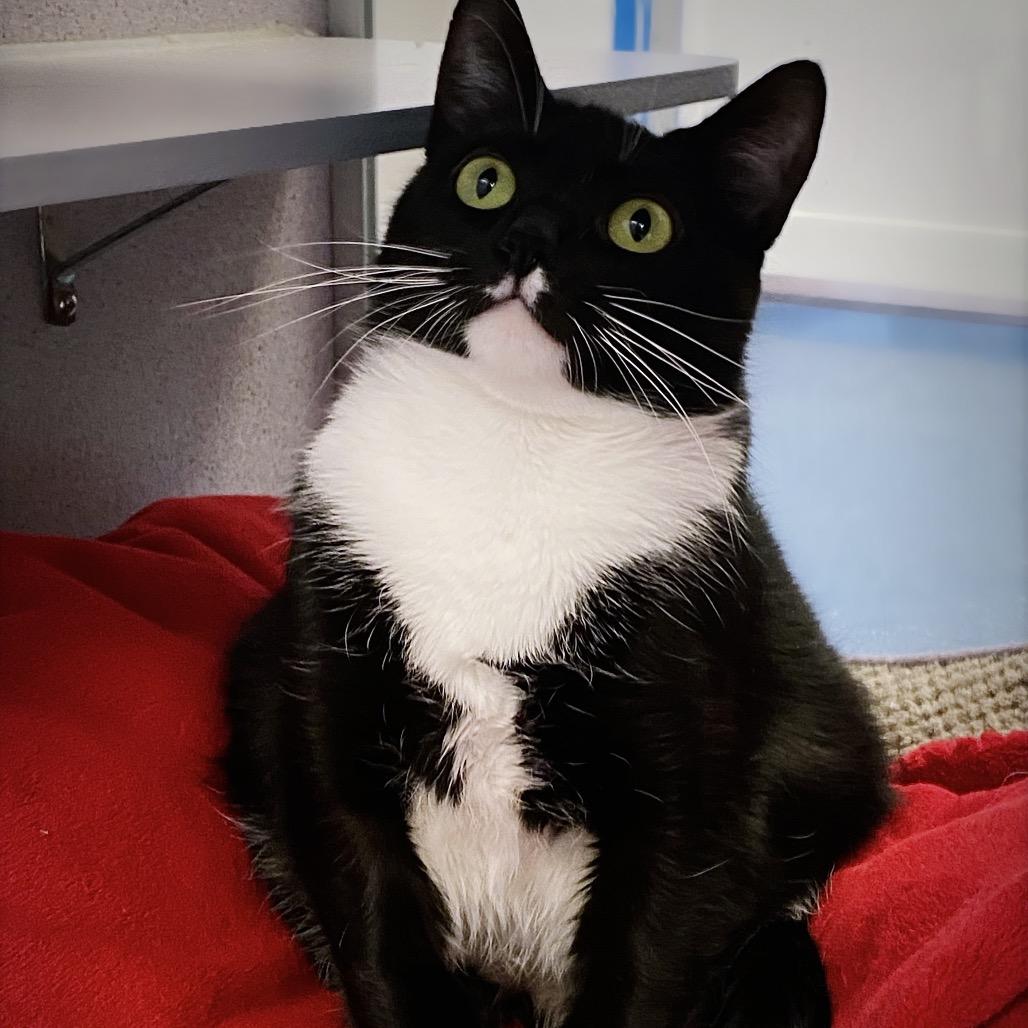 Enlarge Merriweather, a Adoptable Domestic Short Hair in Huntsville, AL image 5/6