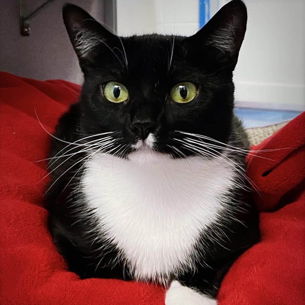 Enlarge Merriweather, a Adoptable Domestic Short Hair in Huntsville, AL image 6/6