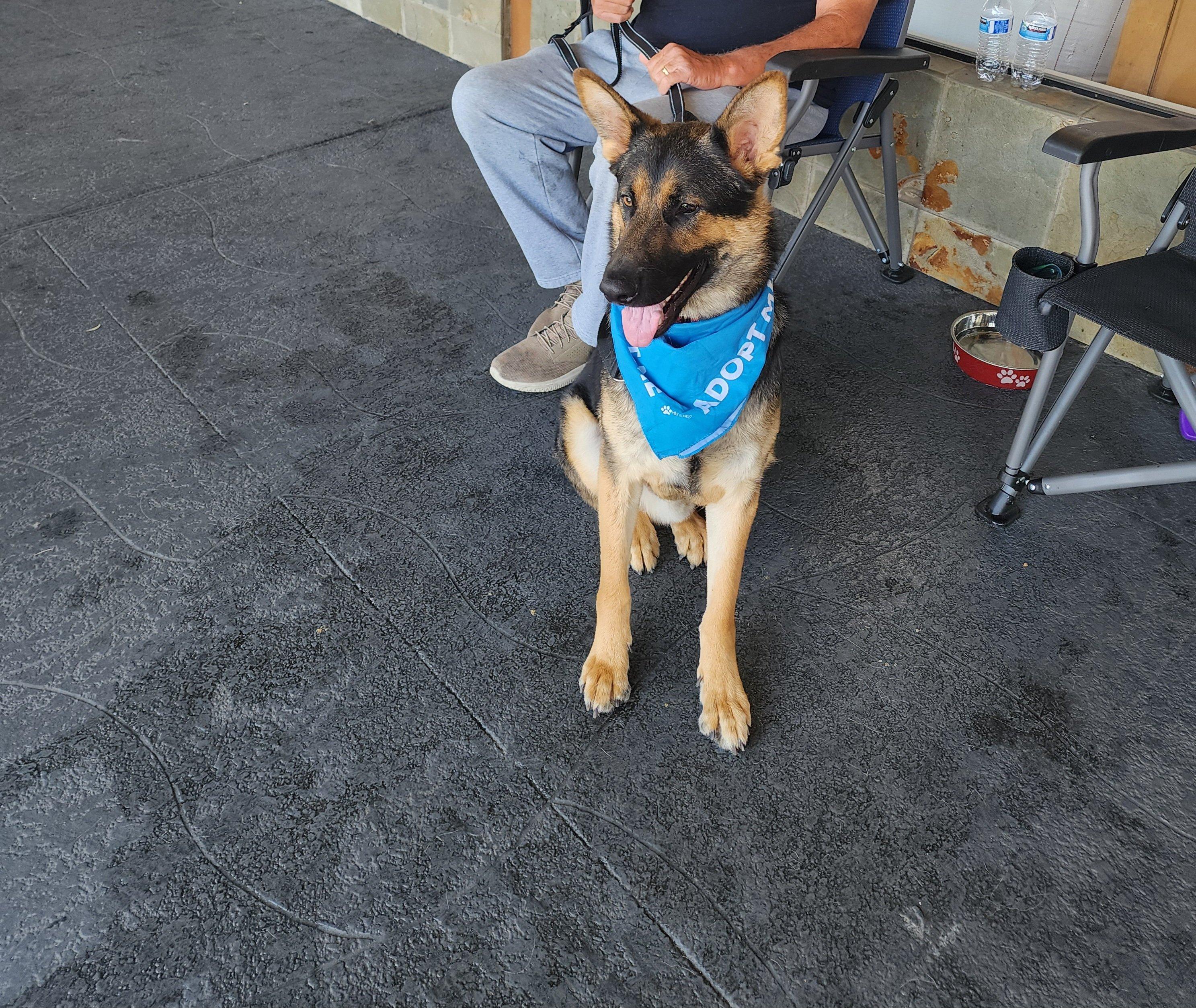 Bear, a Adopted German Shepherd Dog in Newport Beach, CA image 2/3