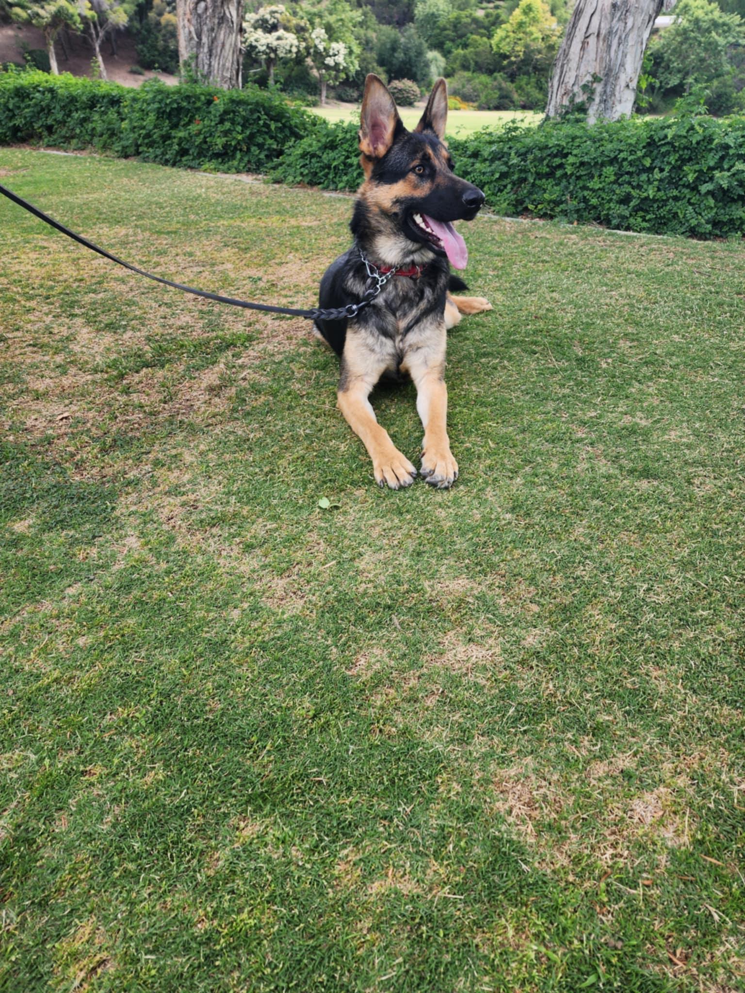 Bear, a Adopted German Shepherd Dog in Newport Beach, CA image 1/3