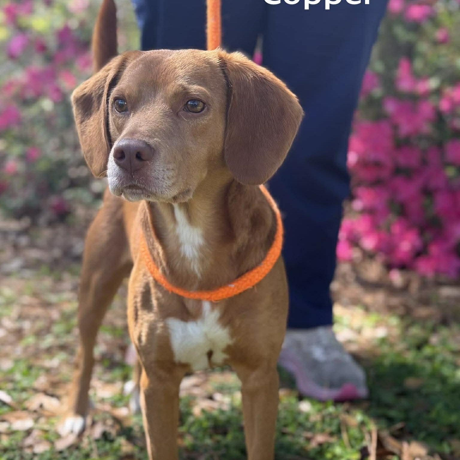 Enlarge COPPER, an adopted mixed breed in Madisonville, LA image 3/3