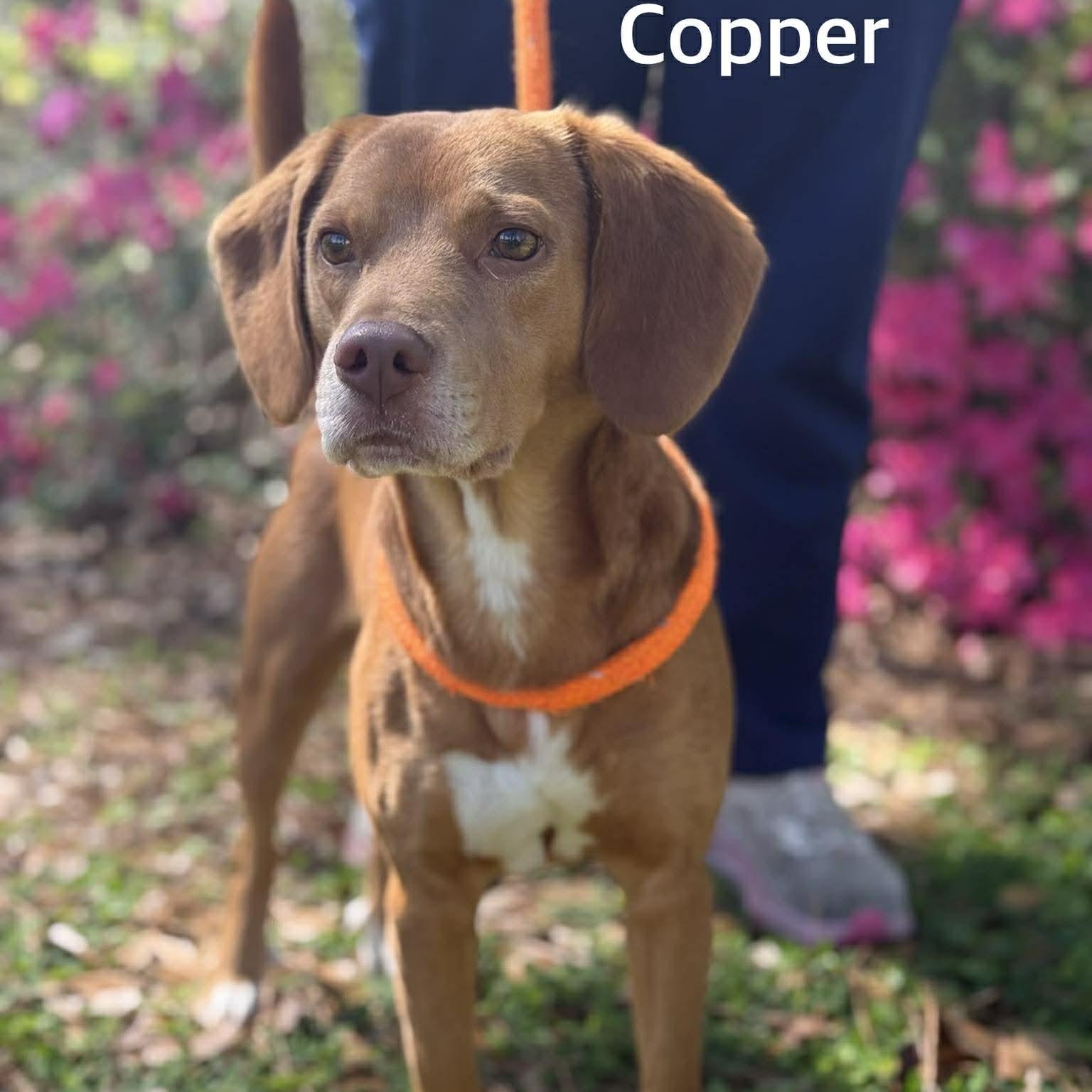 Enlarge COPPER, an adopted mixed breed in Madisonville, LA image 2/3