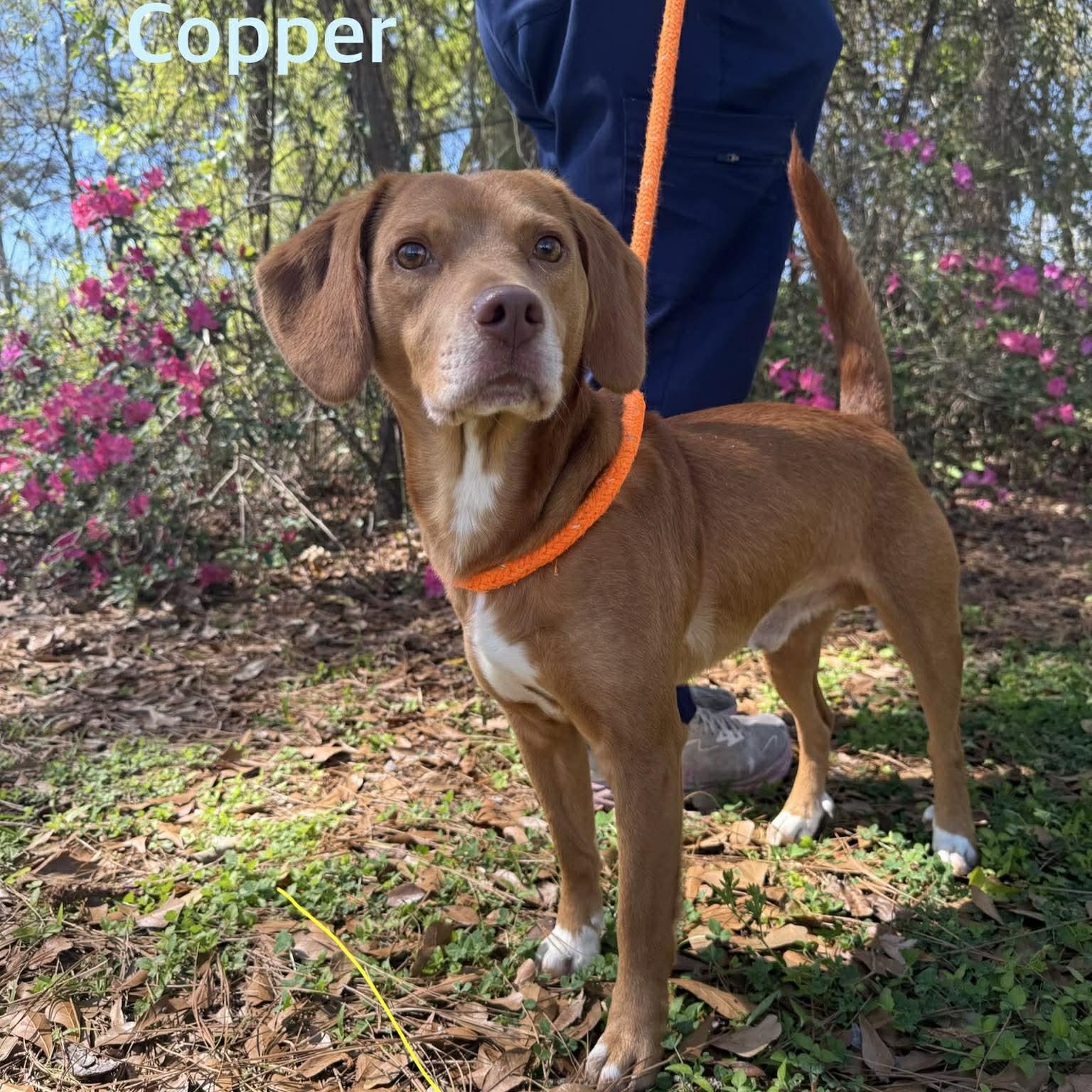 Enlarge COPPER, an adopted mixed breed in Madisonville, LA image 1/3