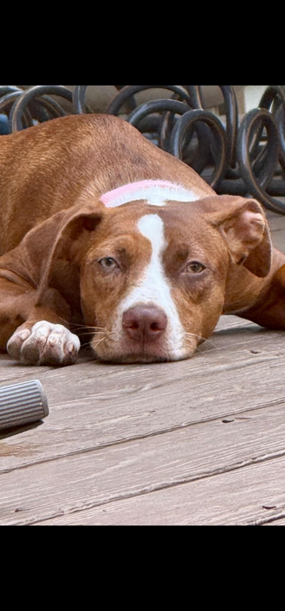 Enlarge Nutmeg, a Adoptable mixed breed in Lacon, IL image 2/5