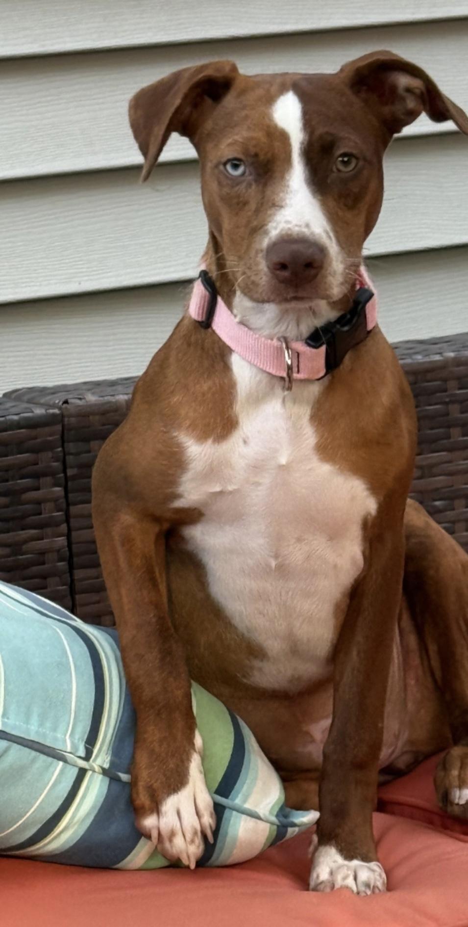 Enlarge Nutmeg, a Adoptable mixed breed in Lacon, IL image 3/5