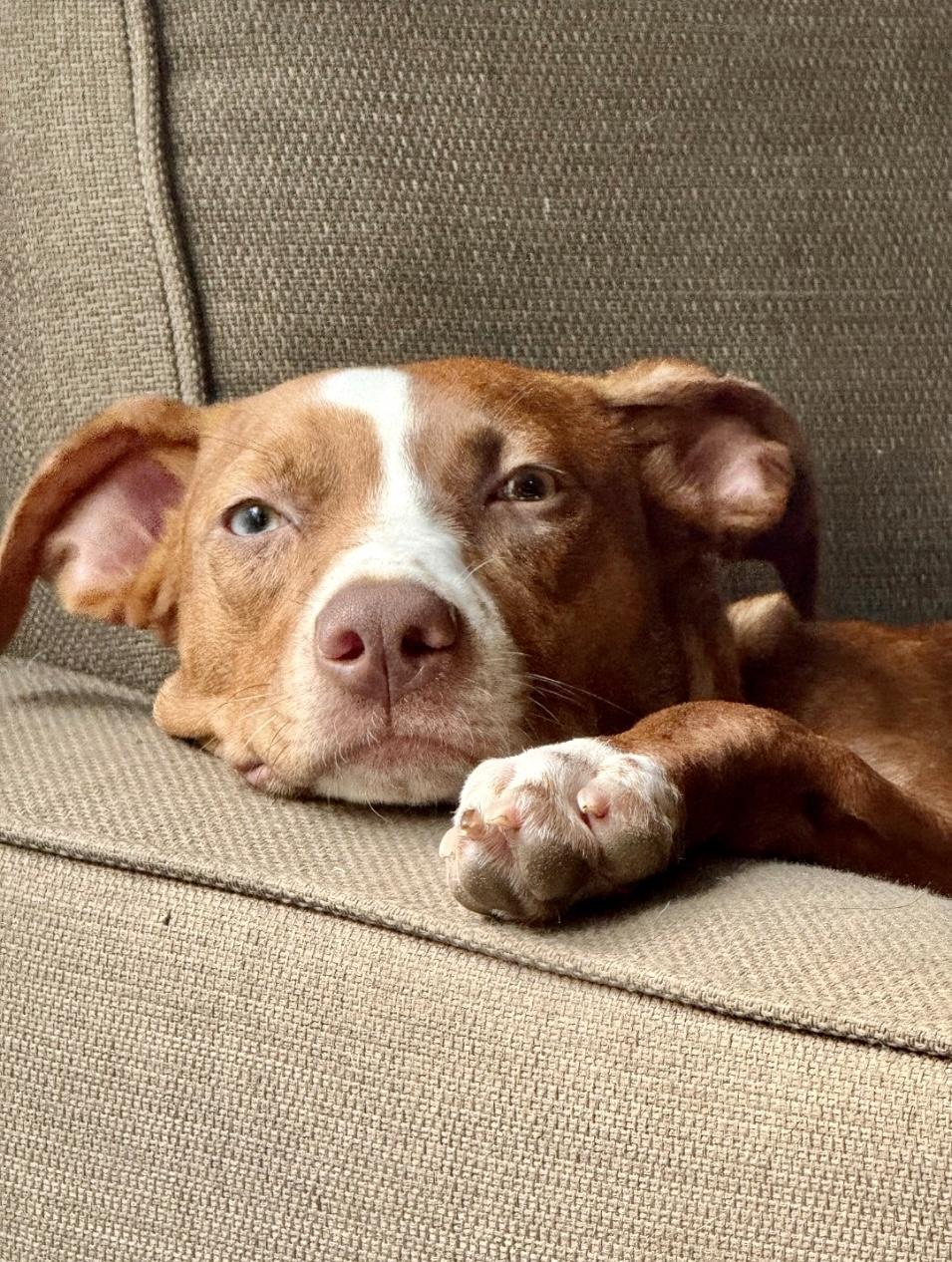 Enlarge Nutmeg, a Adoptable mixed breed in Lacon, IL image 4/5