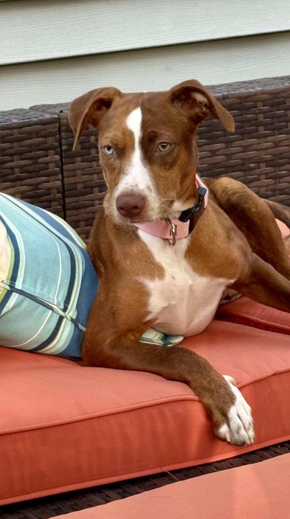 Enlarge Nutmeg, a Adoptable mixed breed in Lacon, IL image 1/5