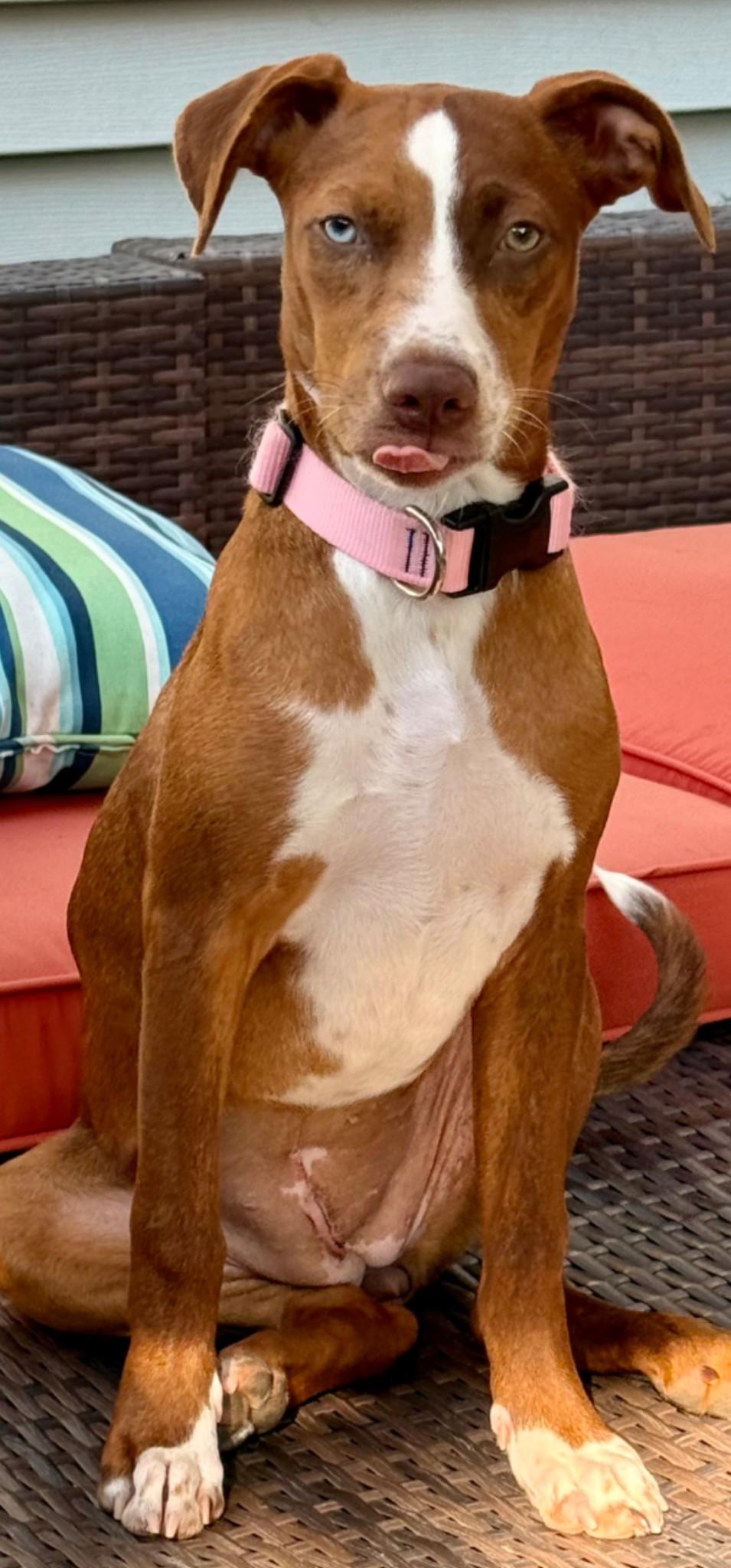 Enlarge Nutmeg, a Adoptable mixed breed in Lacon, IL image 5/5