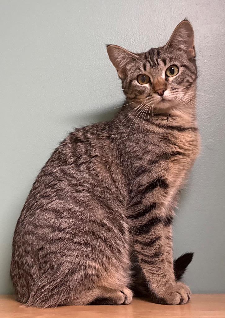 Enlarge Buttercup, an adopted Domestic Short Hair in Amery, WI image 2/4