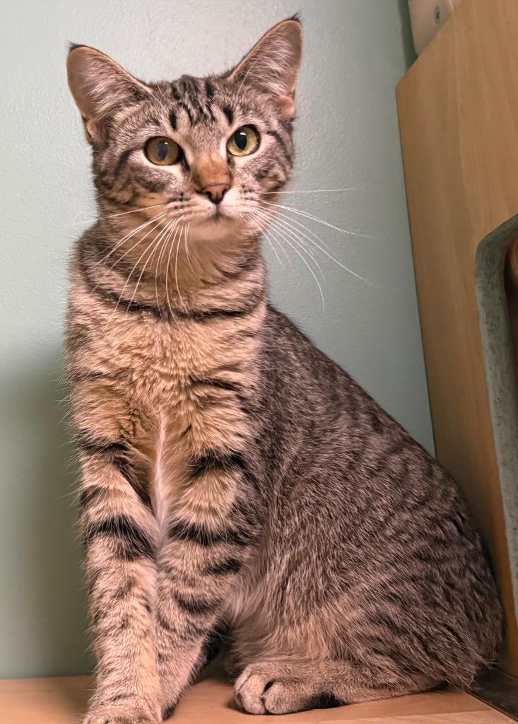 Enlarge Buttercup, an adopted Domestic Short Hair in Amery, WI image 3/4