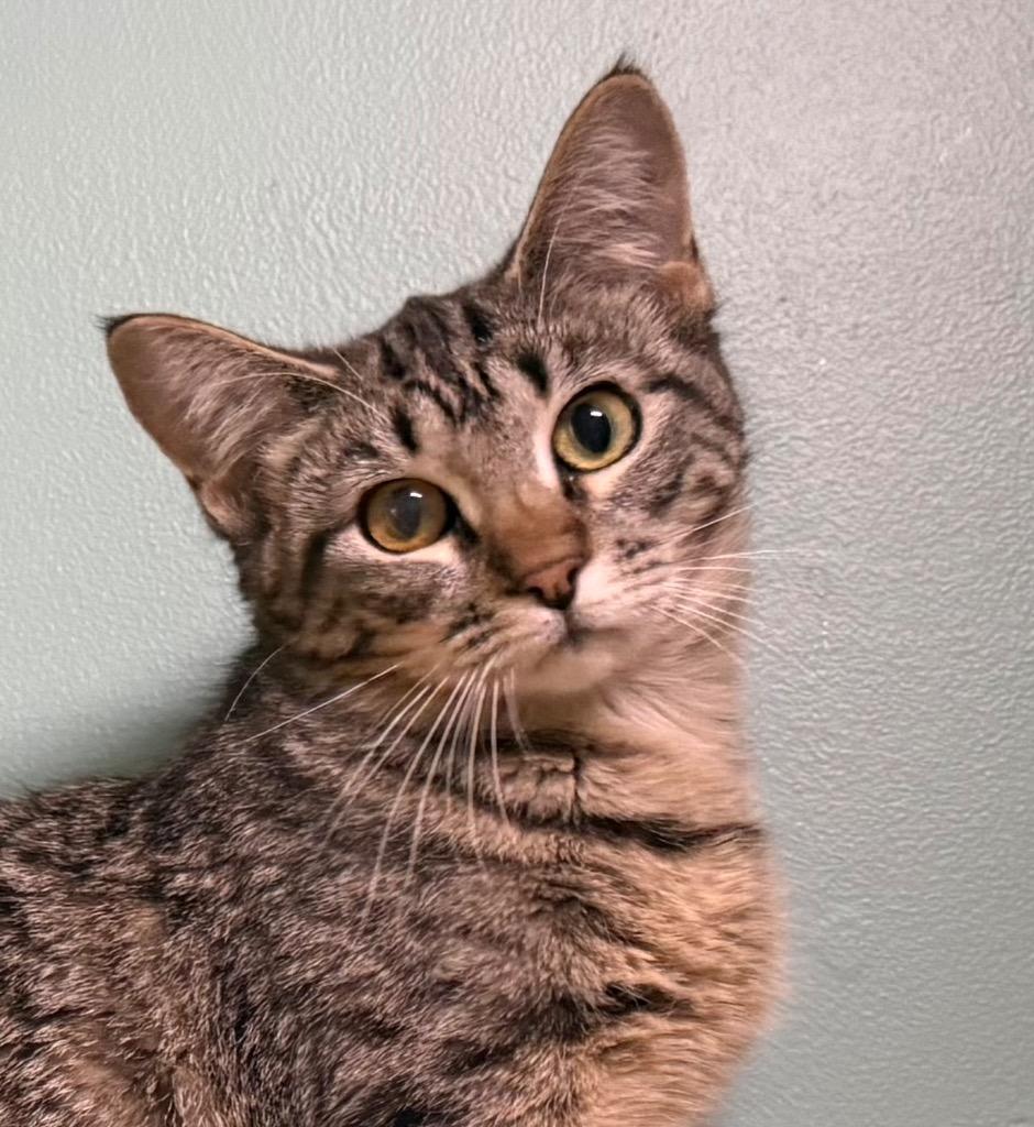 Enlarge Buttercup, an adopted Domestic Short Hair in Amery, WI image 1/4