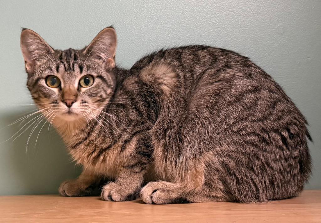 Enlarge Buttercup, an adopted Domestic Short Hair in Amery, WI image 4/4