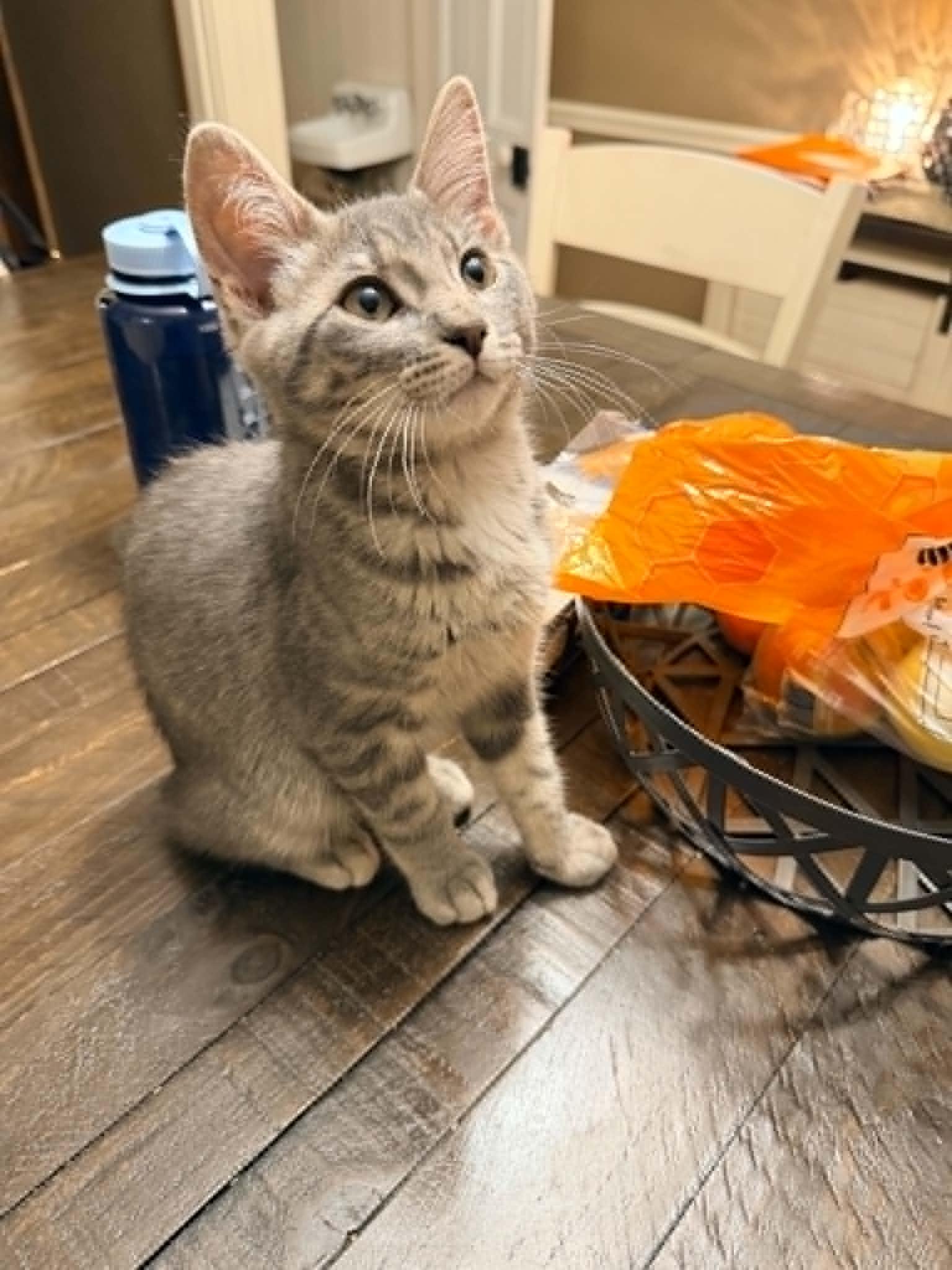 Sammy, a Adopted Domestic Short Hair in Stewartsville, NJ image 3/3