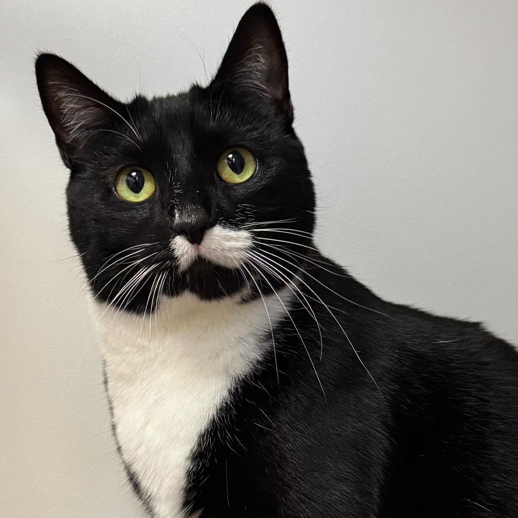 Enlarge Figgie, a Adoptable Domestic Short Hair in Port Angeles, WA image 1/6