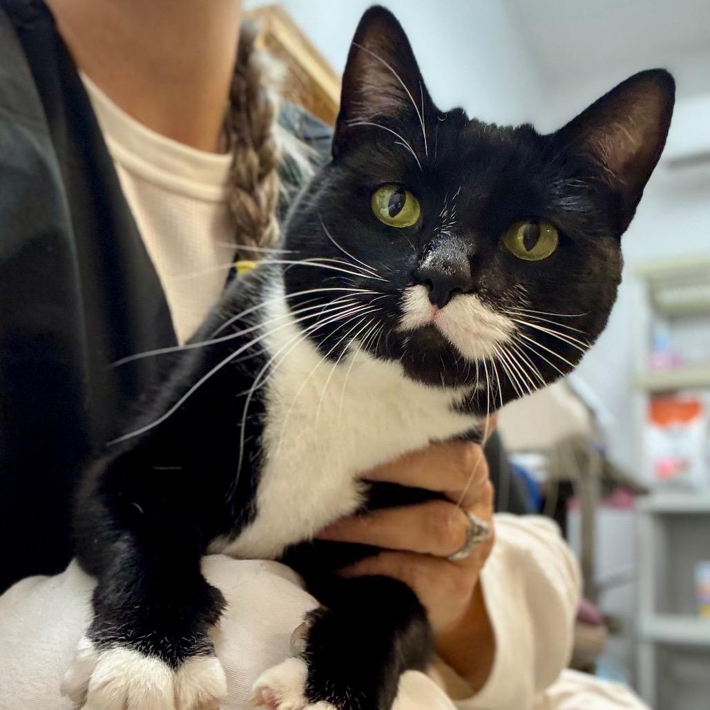 Enlarge Figgie, a Adoptable Domestic Short Hair in Port Angeles, WA image 2/6