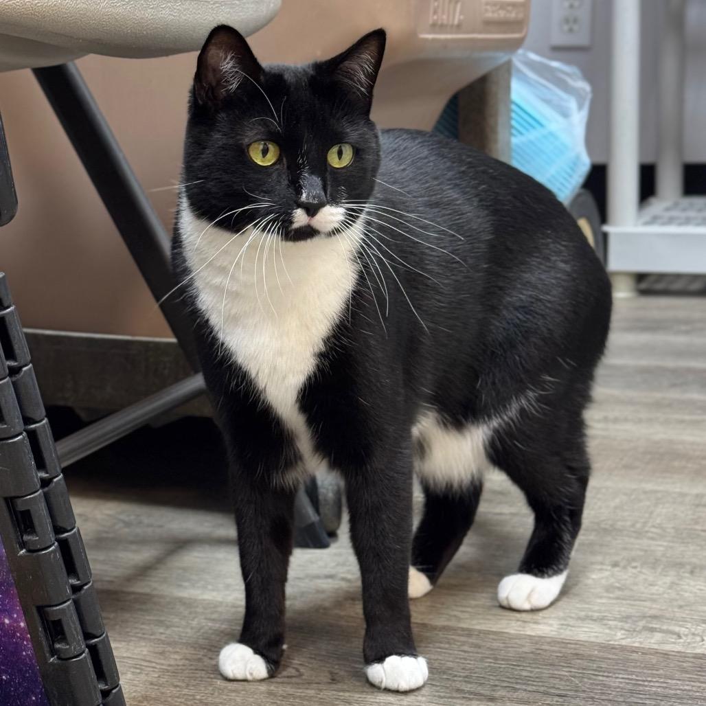 Enlarge Figgie, a Adoptable Domestic Short Hair in Port Angeles, WA image 3/6