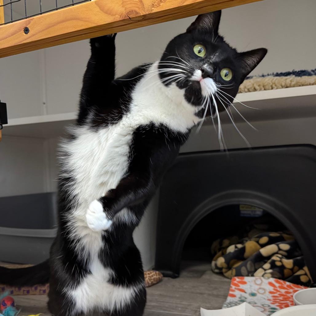 Enlarge Figgie, a Adoptable Domestic Short Hair in Port Angeles, WA image 4/6