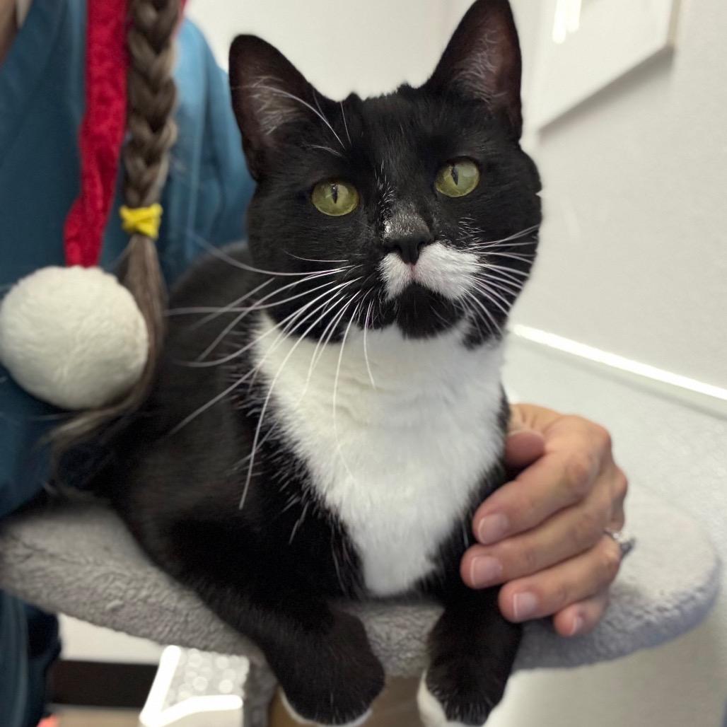 Enlarge Figgie, a Adoptable Domestic Short Hair in Port Angeles, WA image 5/6