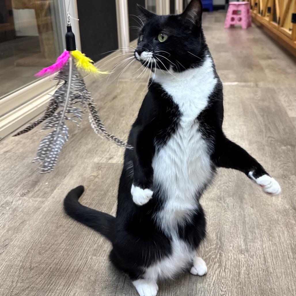 Enlarge Figgie, a Adoptable Domestic Short Hair in Port Angeles, WA image 6/6