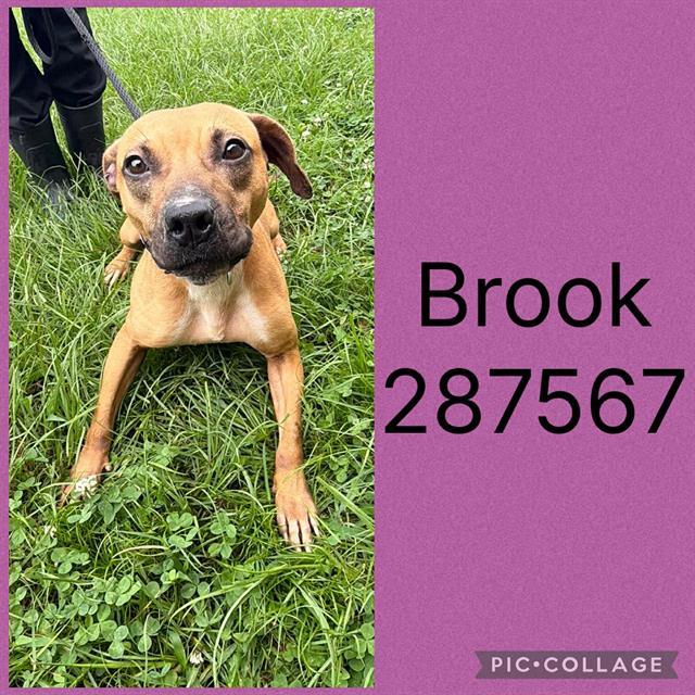 Enlarge BROOK, a Adoptable mixed breed in Macon, GA image 1/1