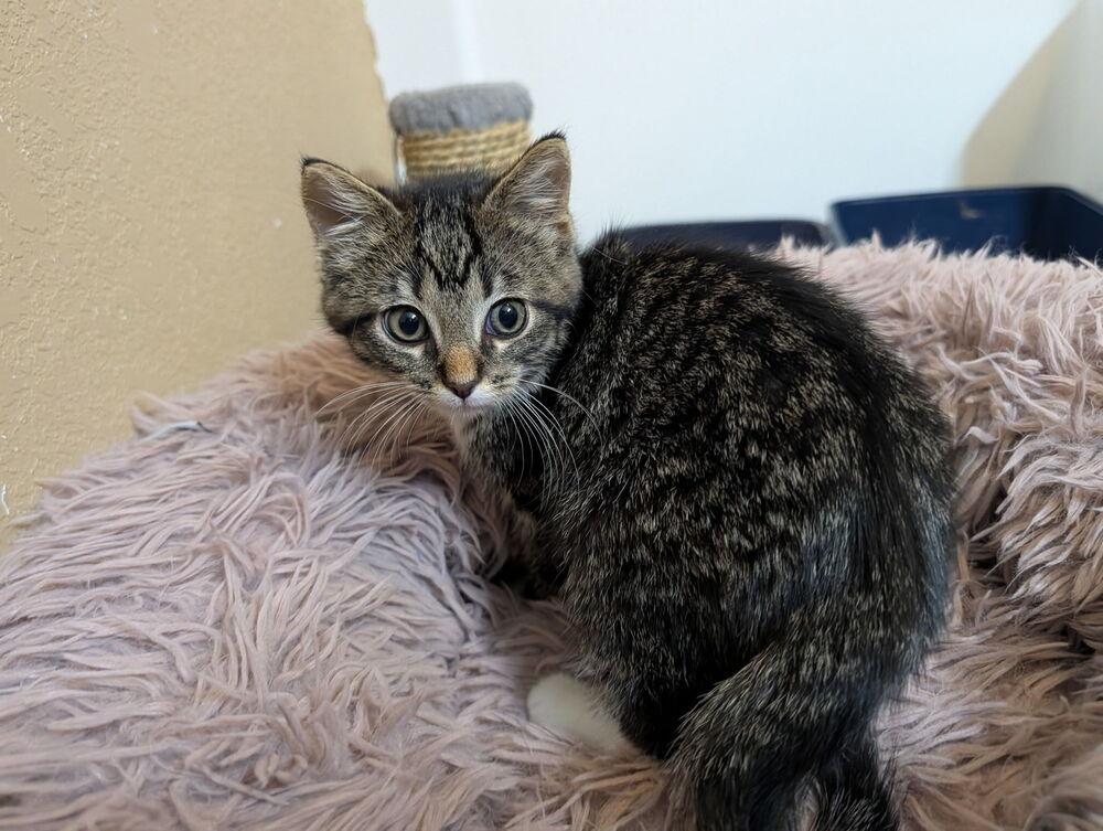 Mia #4, Adoptable, Kitten Female Domestic Short Hair & Tabby.