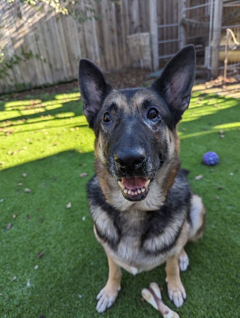 Enlarge Scout, an adopted German Shepherd Dog in Goleta, CA image 1/5