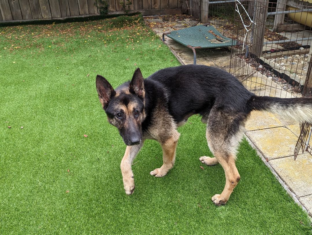Enlarge Scout, an adopted German Shepherd Dog in Goleta, CA image 2/5