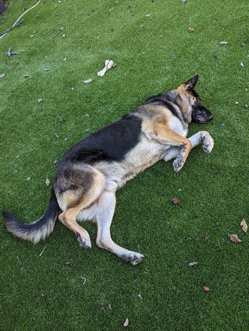 Enlarge Scout, an adopted German Shepherd Dog in Goleta, CA image 3/5