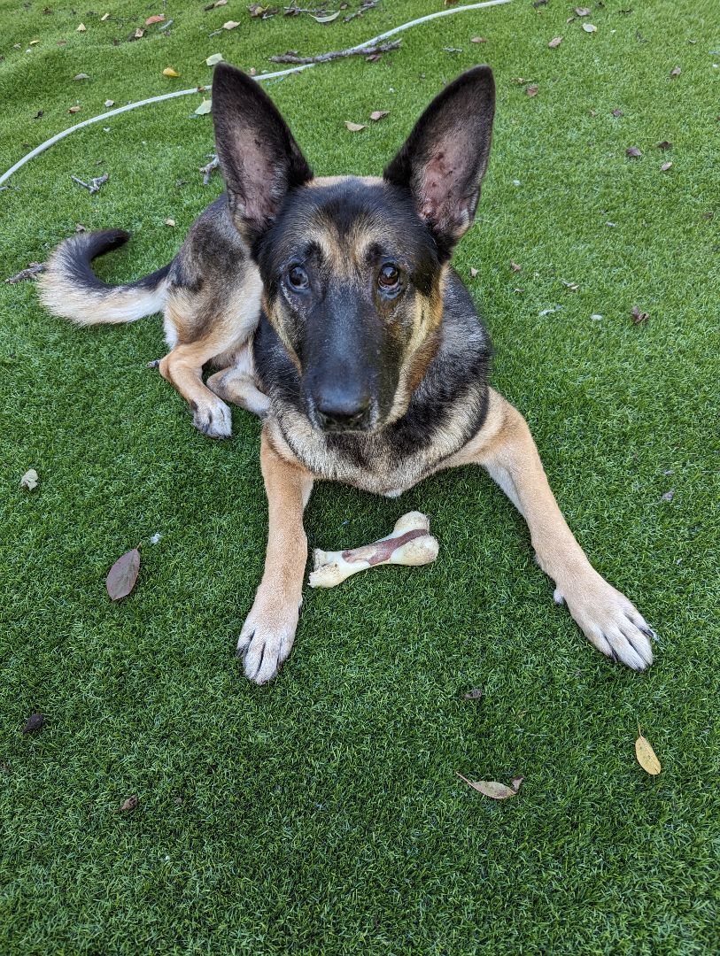 Enlarge Scout, an adopted German Shepherd Dog in Goleta, CA image 4/5