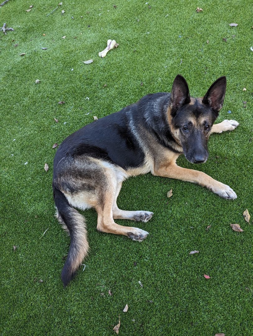 Enlarge Scout, an adopted German Shepherd Dog in Goleta, CA image 5/5
