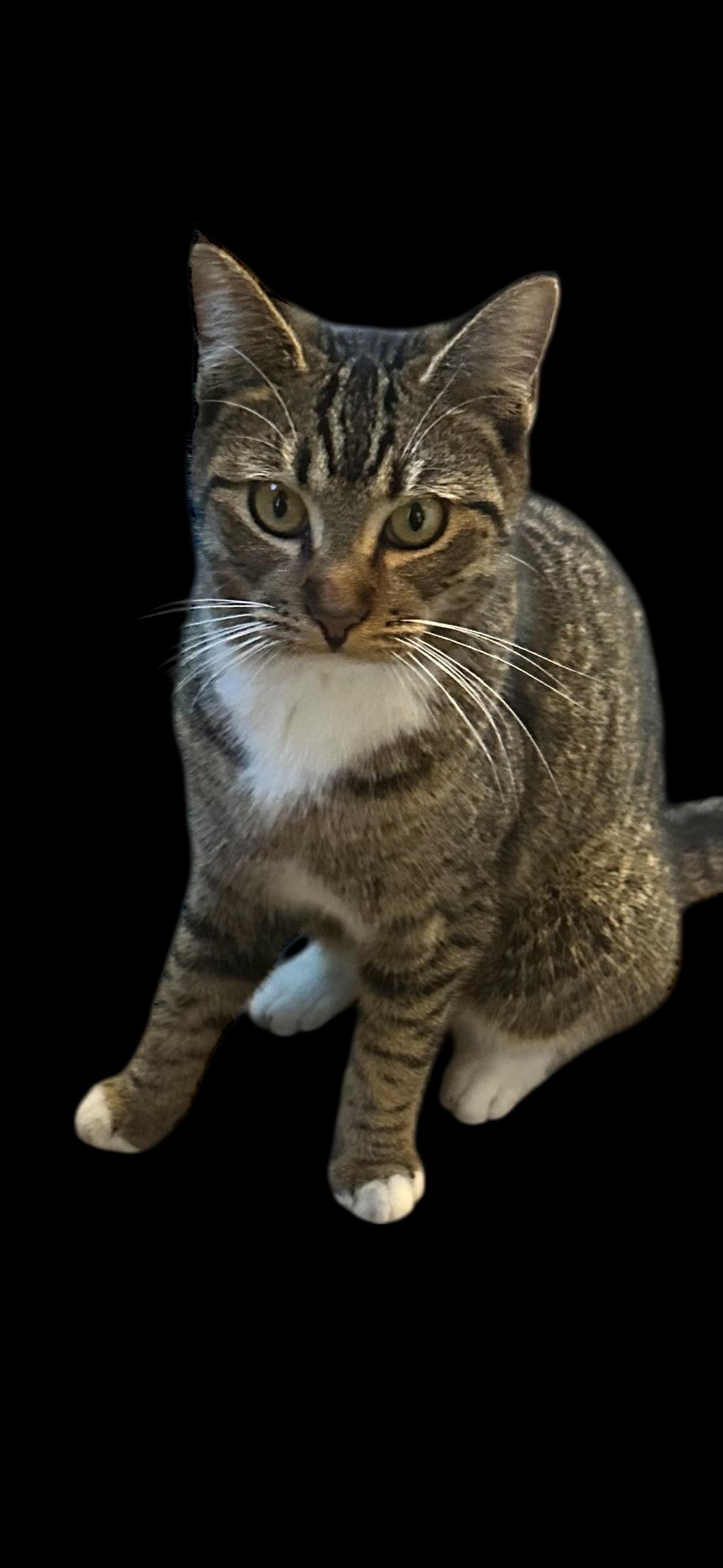 Enlarge Birdie, a Adoptable American Shorthair in Ocala, FL image 1/1