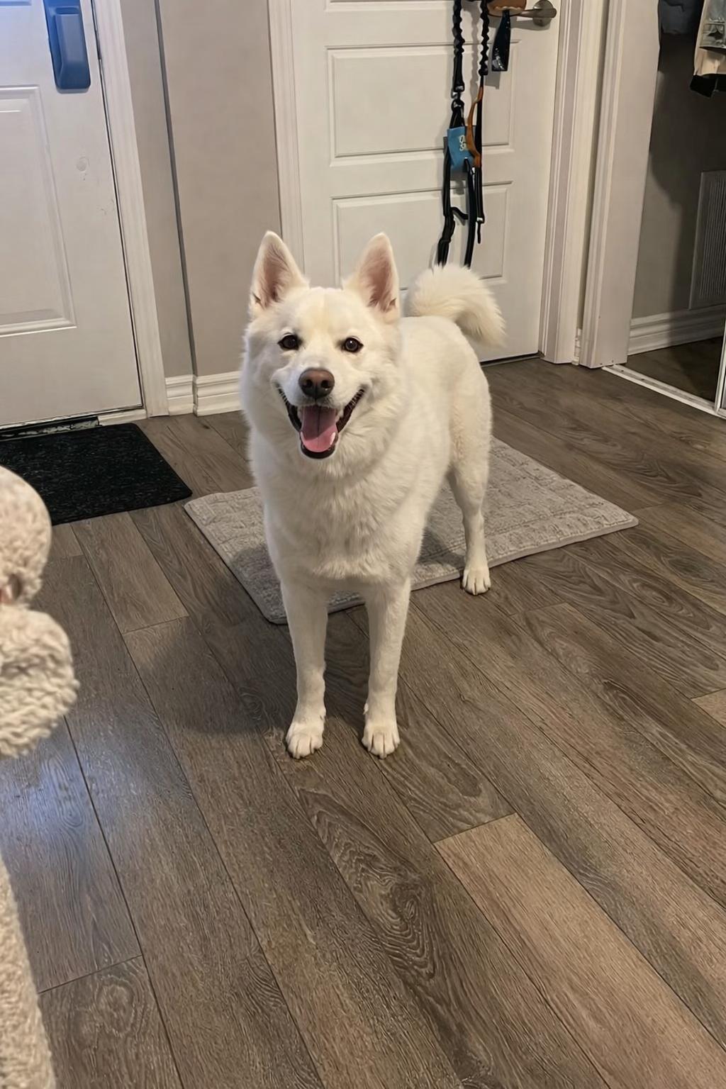 Enlarge Lucky, a ADOPTABLE Mixed Breed in Markham, ON image 1/4