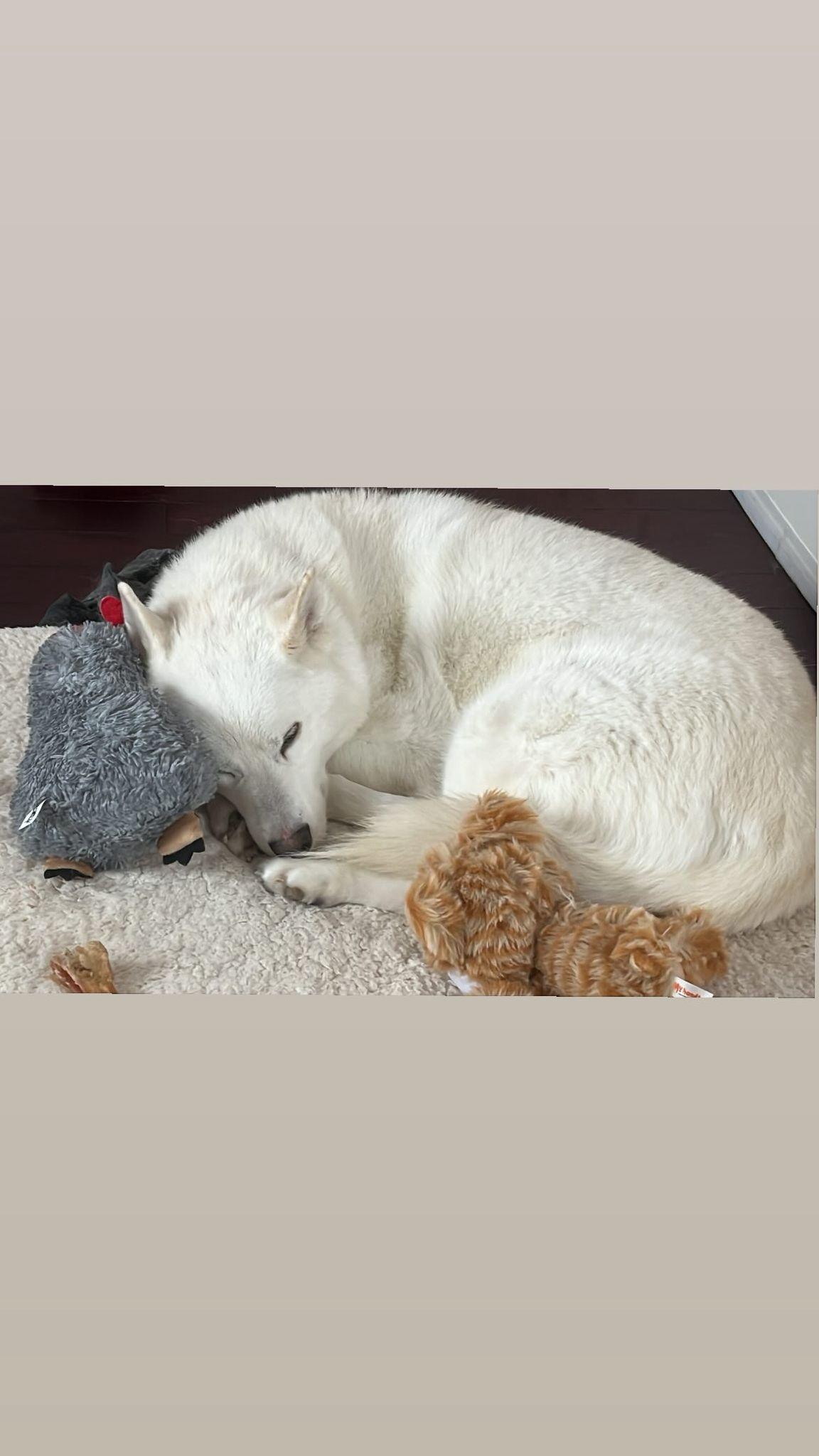 Enlarge Lucky, a ADOPTABLE Mixed Breed in Markham, ON image 2/4