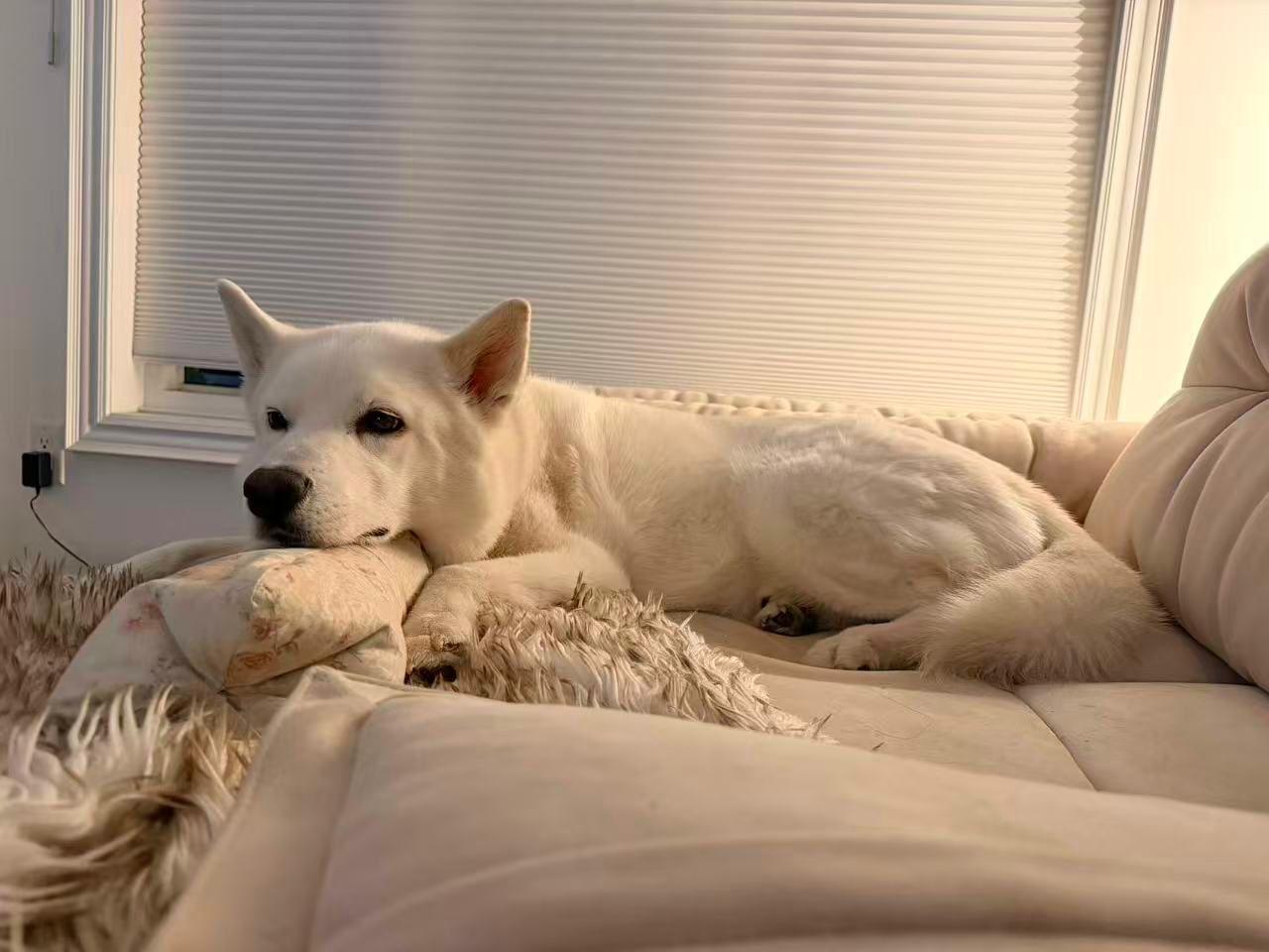 Enlarge Lucky, an adopted Husky in Markham, ON image 5/5