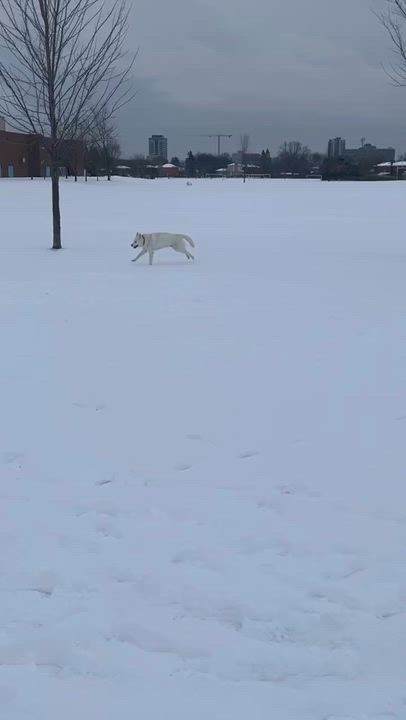 Enlarge Lucky, a ADOPTABLE Mixed Breed in Markham, ON video 4/4