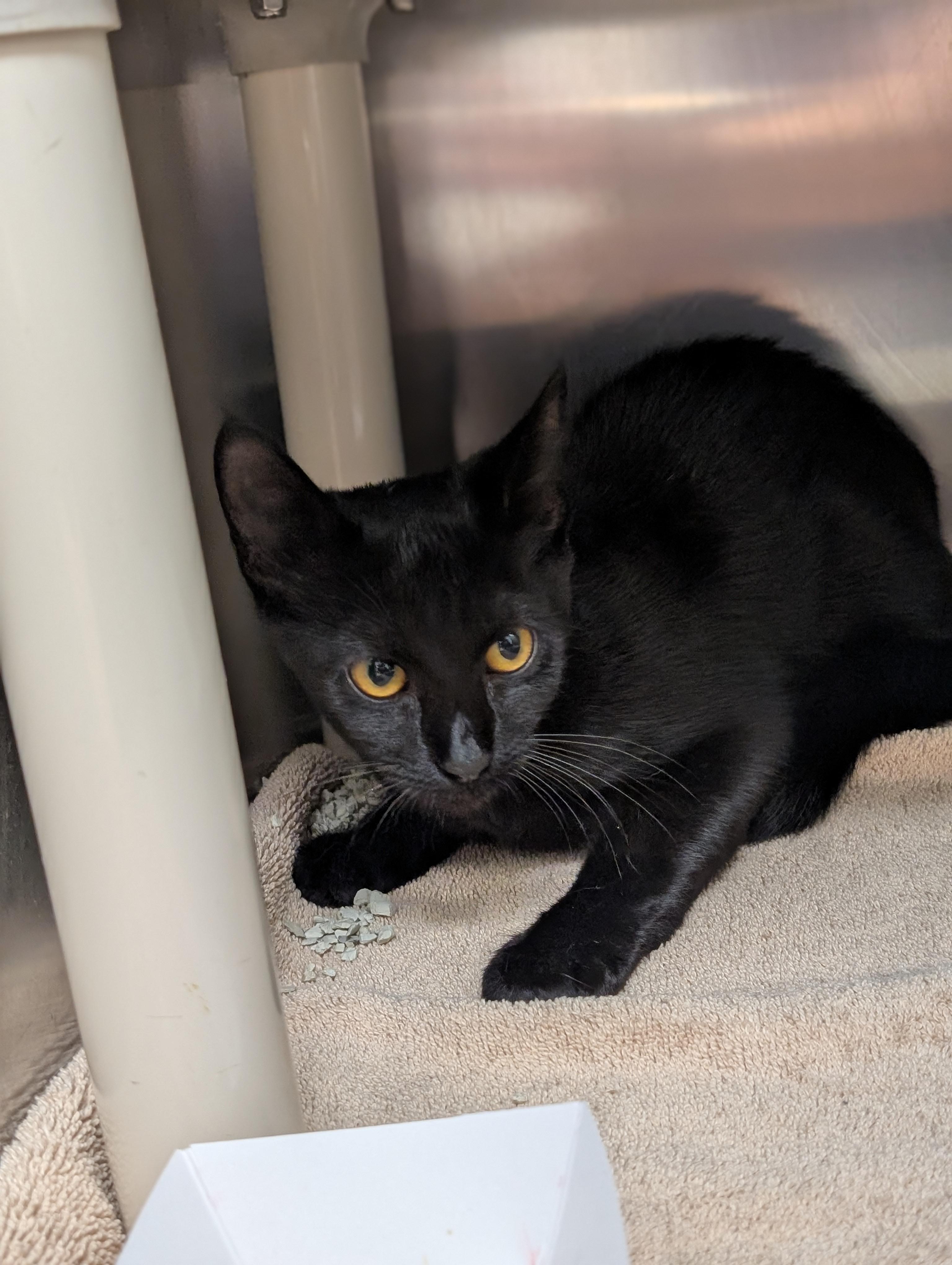 Enlarge Ember, a Adopted Domestic Short Hair in St. Augustine, FL image 3/3