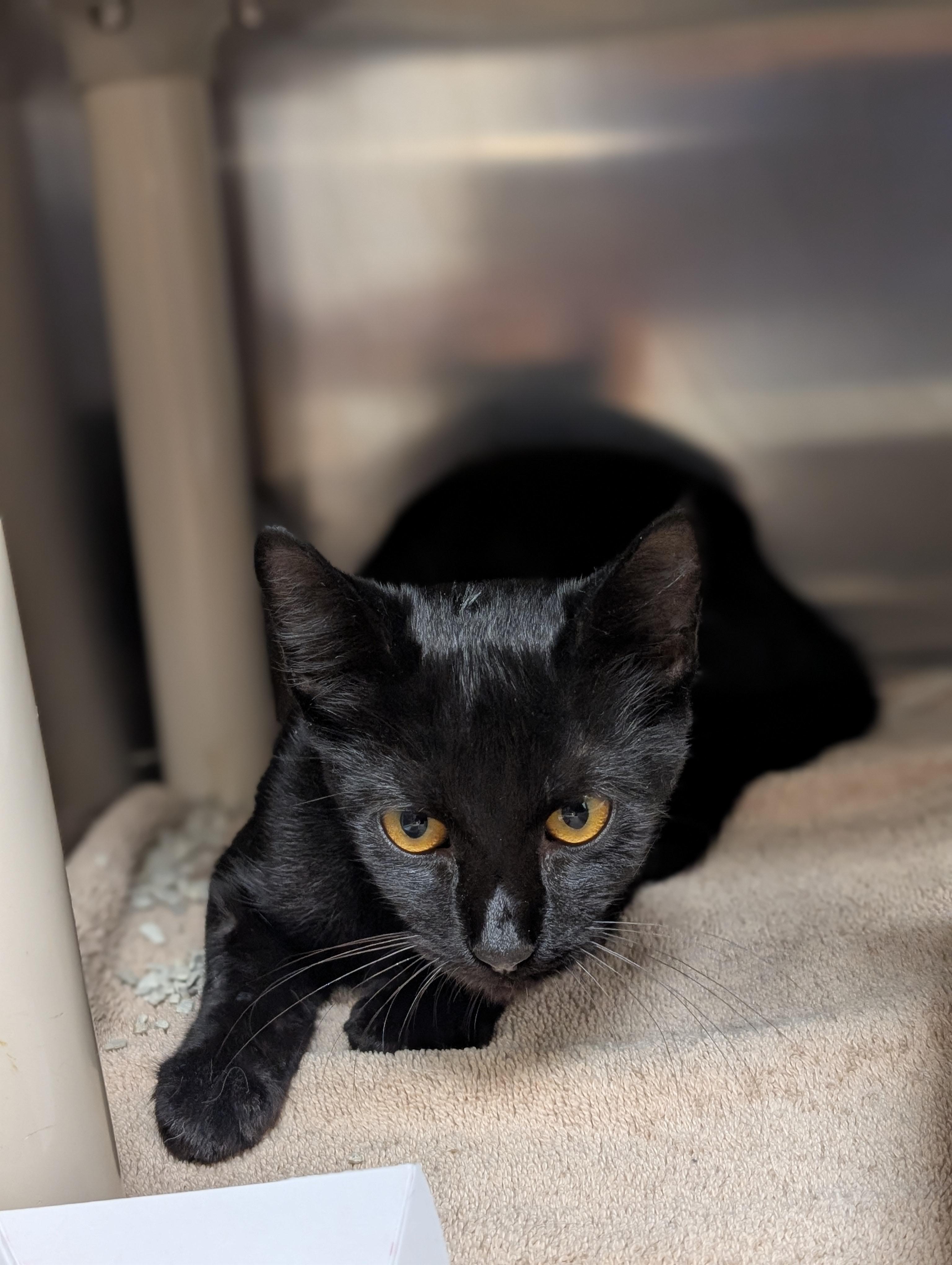 Enlarge Ember, a Adopted Domestic Short Hair in St. Augustine, FL image 2/3