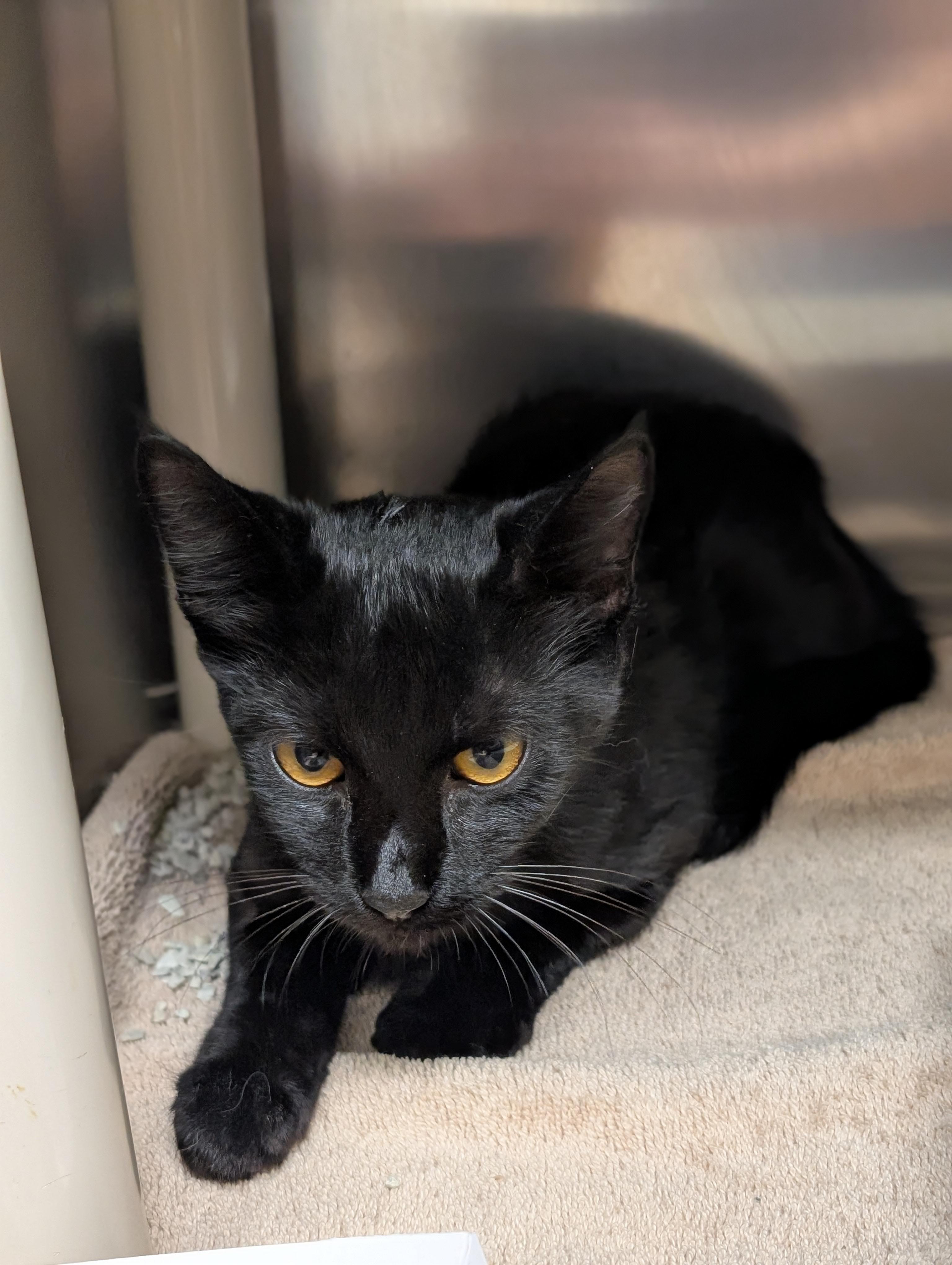Enlarge Ember, a Adopted Domestic Short Hair in St. Augustine, FL image 1/3