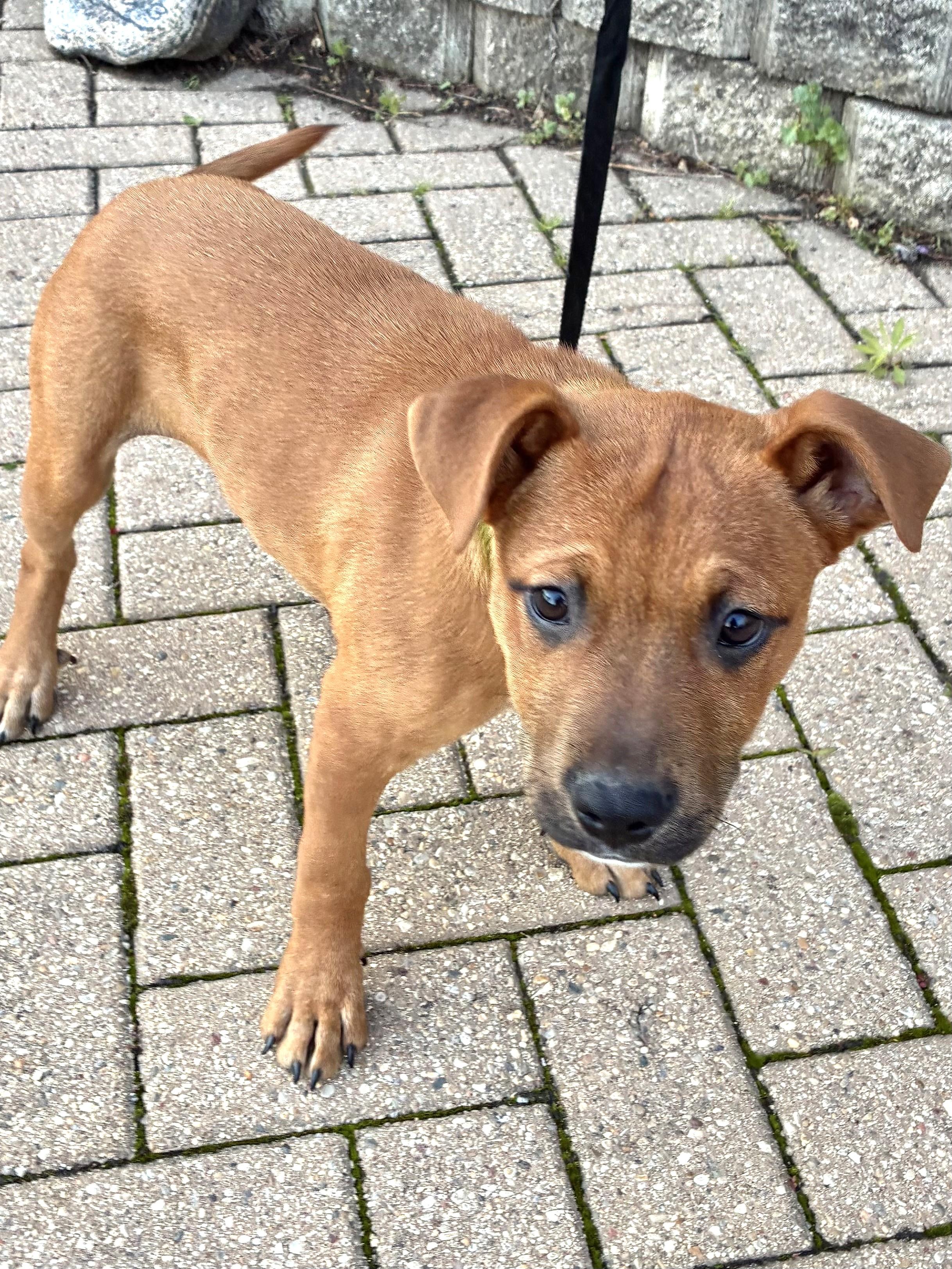 Vick, a ADOPTABLE mixed breed in West Chicago, IL image 3/3