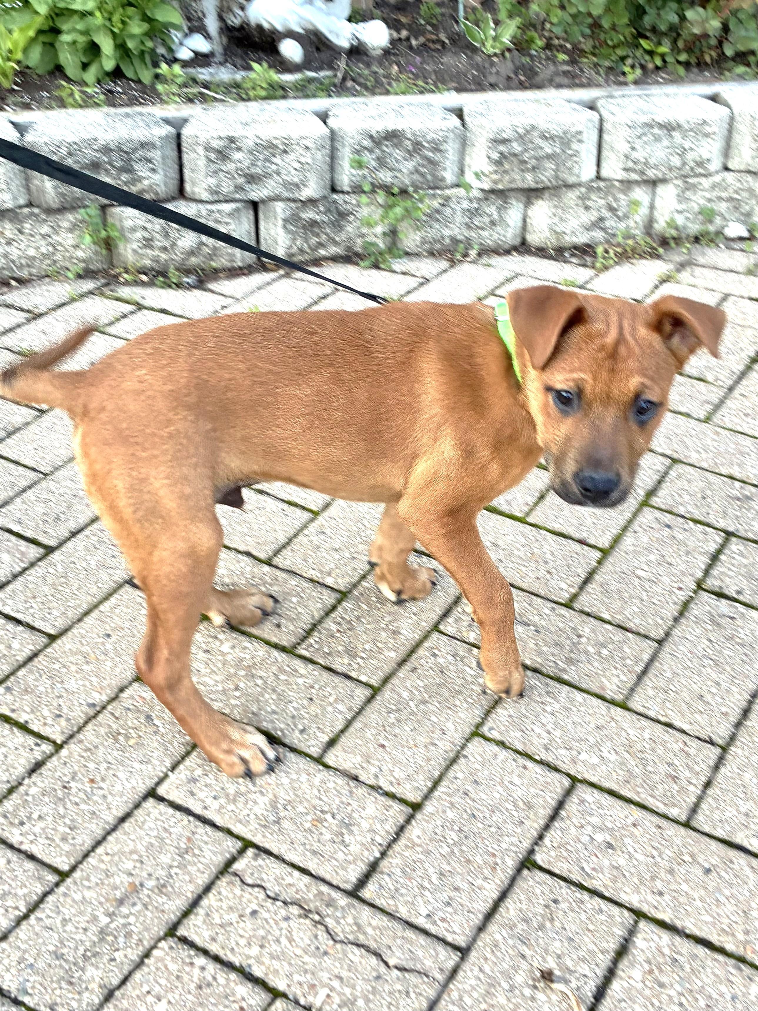 Vick, a ADOPTABLE mixed breed in West Chicago, IL image 2/3