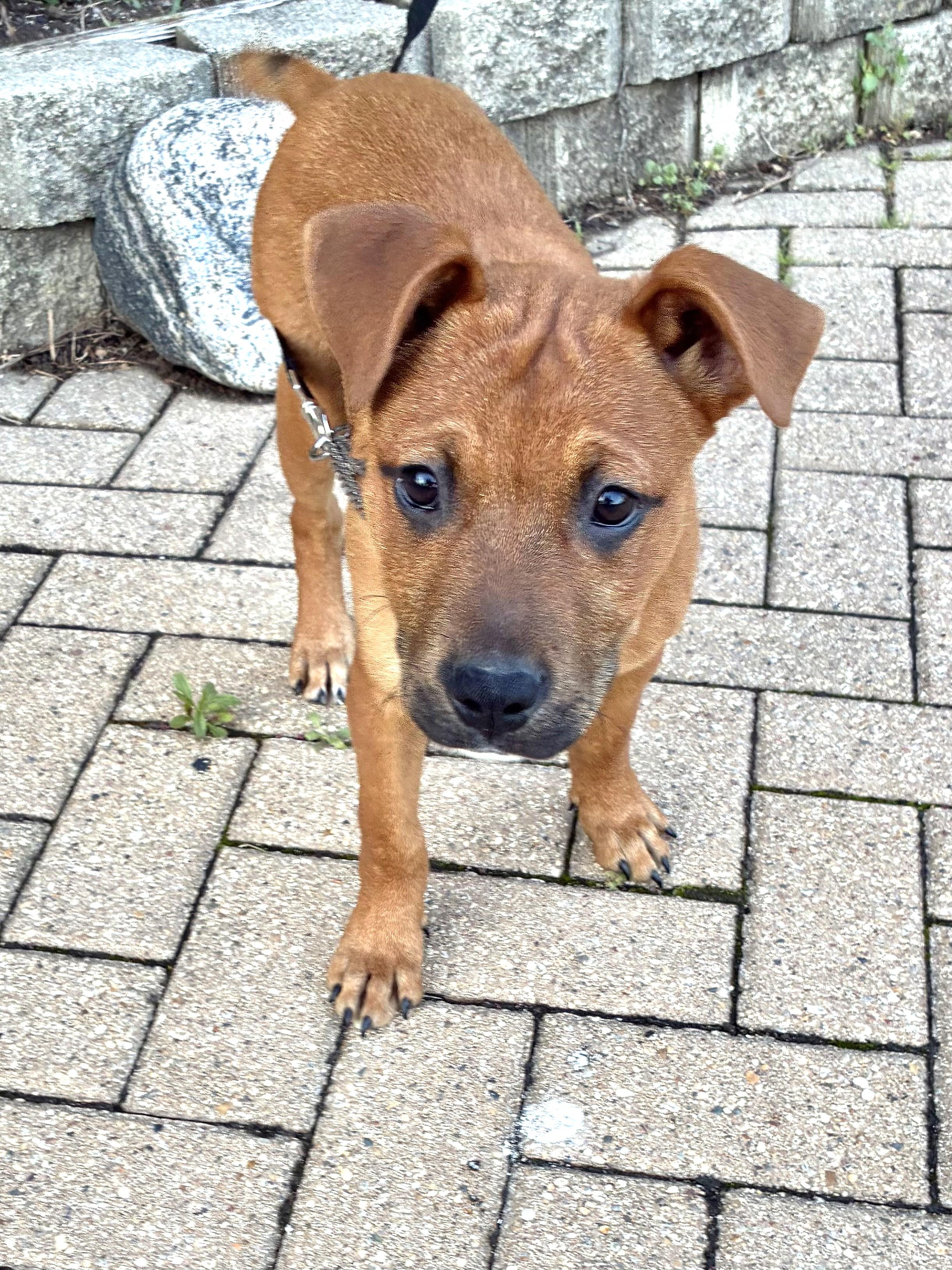 Vick, ADOPTABLE, Puppy Male Boxer.