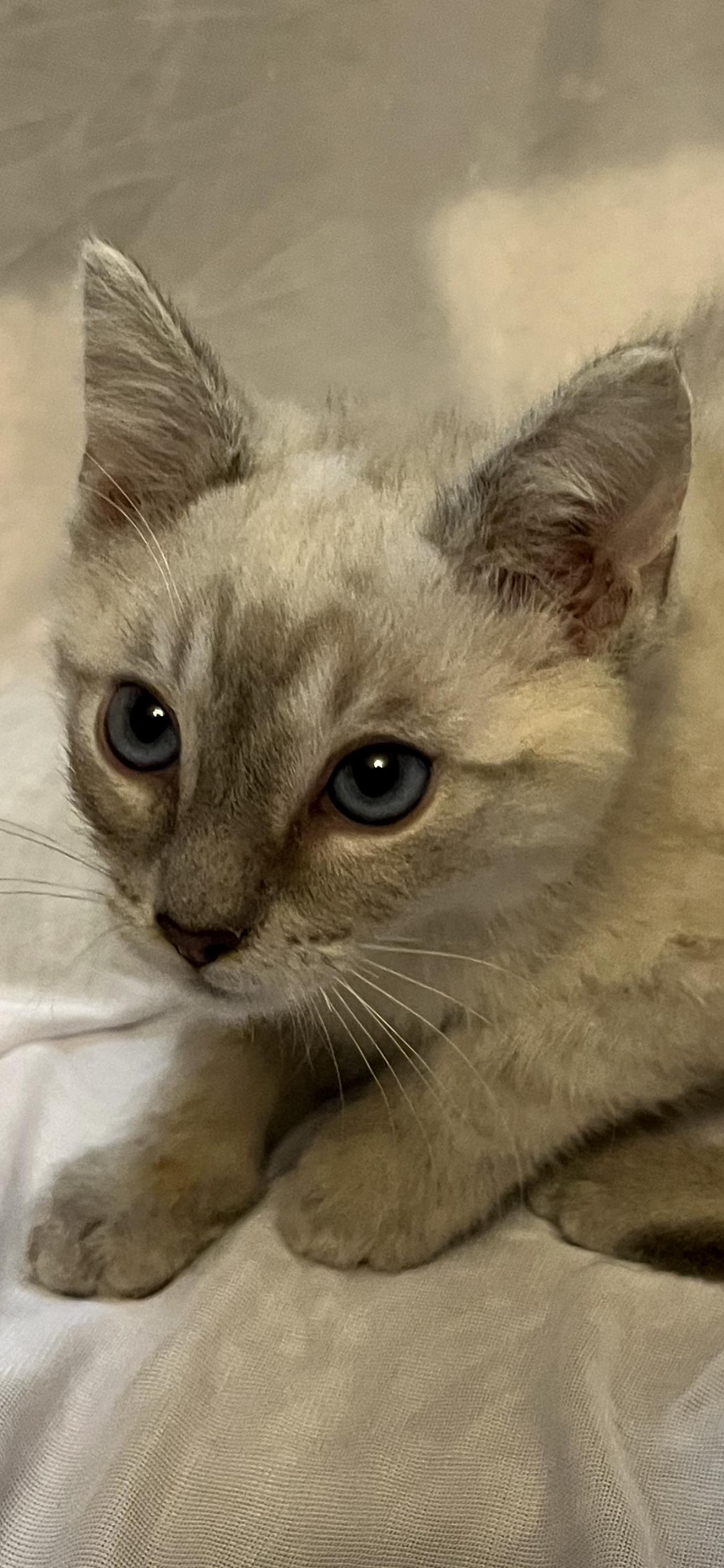 Adrian, adopted, Kitten Male Domestic Short Hair & Siamese.