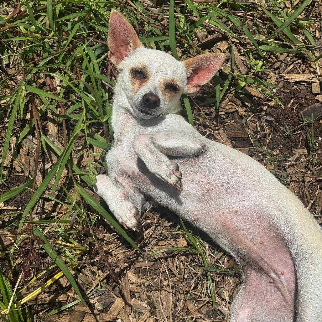 Enlarge Fifa, a Adoptable Chihuahua in Houston, TX image 1/4