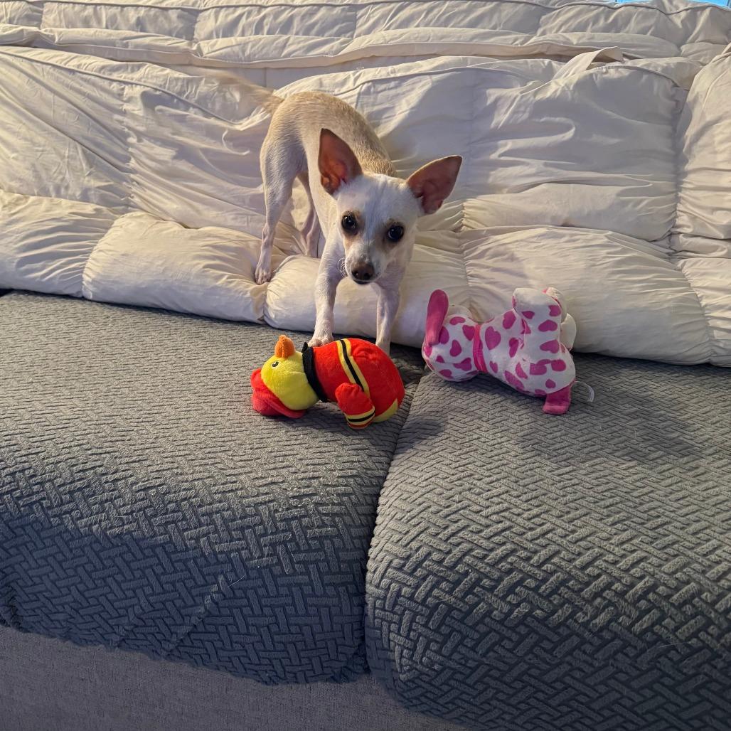 Enlarge Fifa, a Adoptable Chihuahua in Houston, TX image 2/4