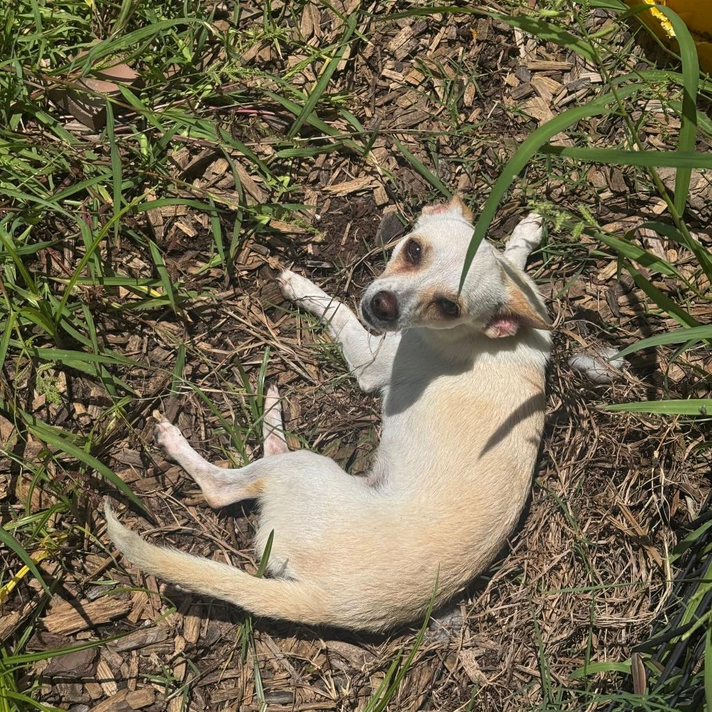 Enlarge Fifa, a Adoptable Chihuahua in Houston, TX image 3/4
