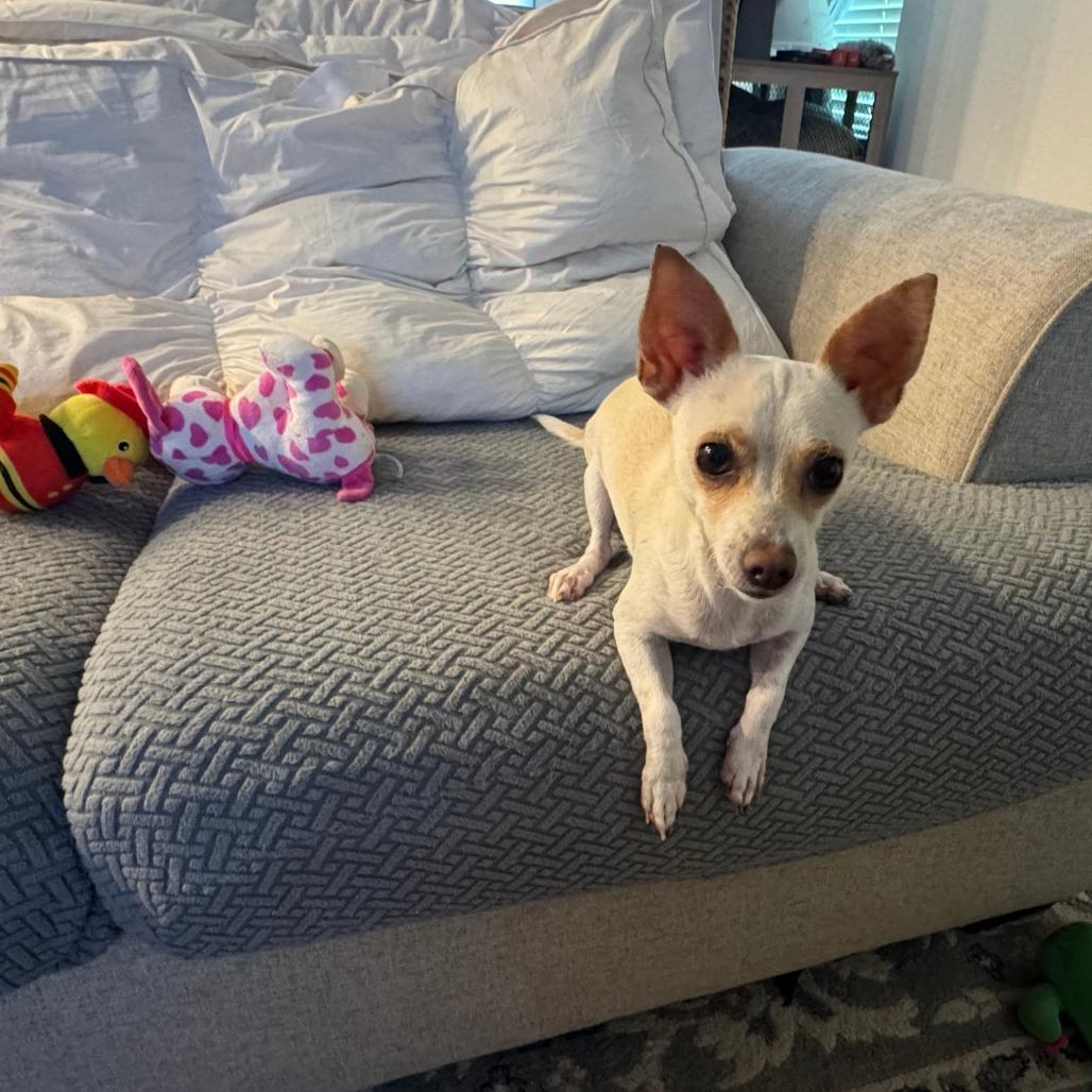 Enlarge Fifa, a Adoptable Chihuahua in Houston, TX image 4/4