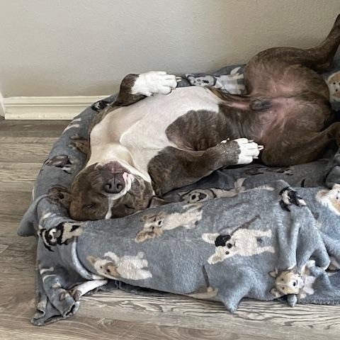 Enlarge Boocakes, a ADOPTABLE American Bully in Maitland, FL image 1/2