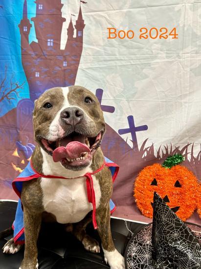 Enlarge Boocakes, a ADOPTABLE American Bully in Maitland, FL image 2/2